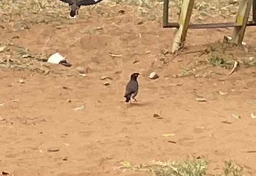 Common Myna