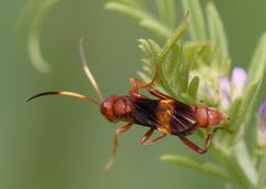 Trogomorpha arrogans