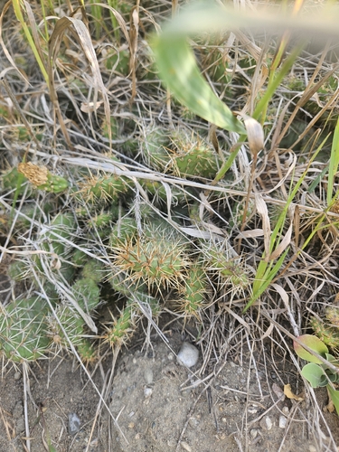 Brittle Pricklypear