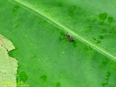 Teleopsis quadriguttata