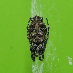 Cyclosa octotuberculata