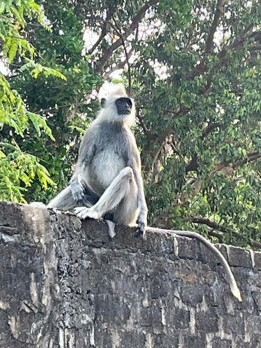 Tufted Gray Langur