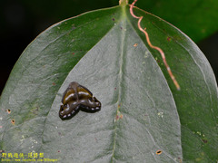 Ricania simulans
