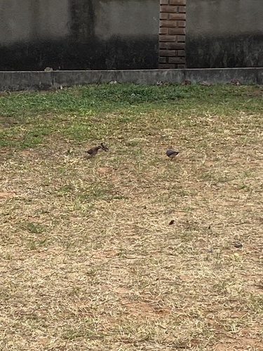 House Sparrow