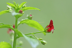 Scrophularia peregrina