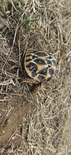 (Indian) Star Tortoise, Geochelone elegans