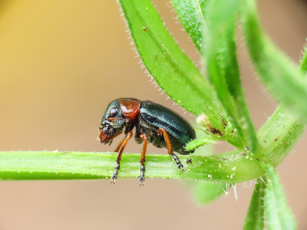Cheilotoma erythrostoma