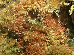 Helcogramma decurrens