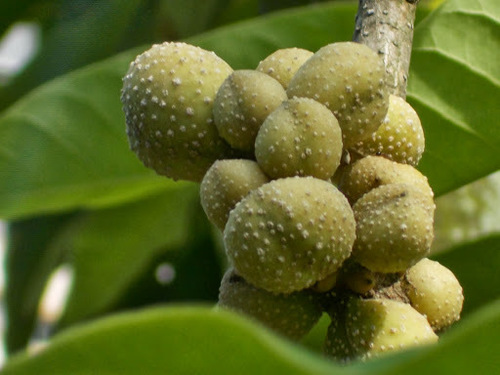 Magnolia champaca