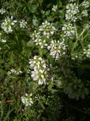 Cochlearia officinalis