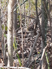 Thamnophis sirtalis