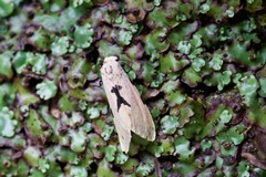 Spilarctia comma