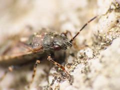 Heterogaster affinis