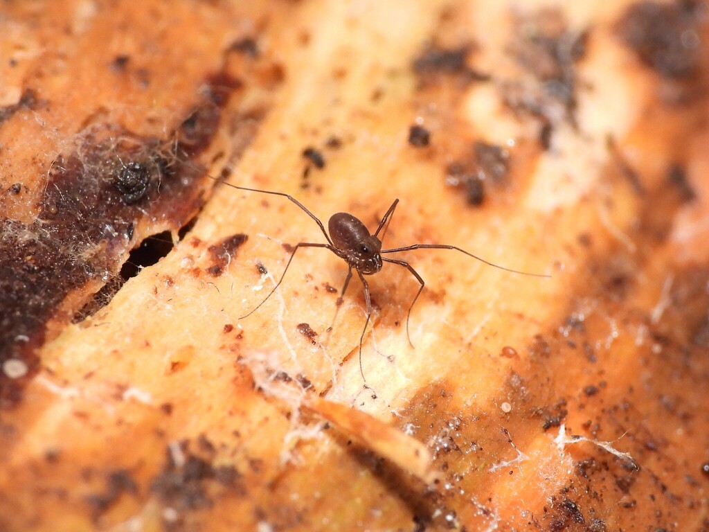 Caddo pepperella