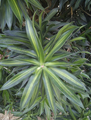 Dracaena reflexa