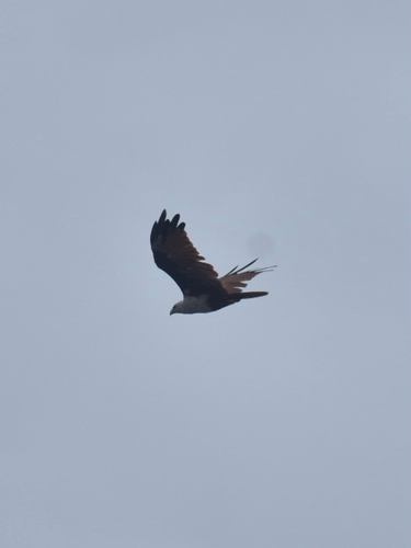 Brahminy Kite
