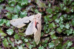 Spilarctia comma