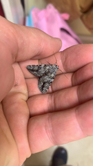 Catocala lineella