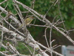 Cyclarhis gujanensis