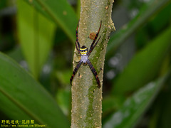 Argiope aetheroides