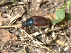 Amphicoma abdominalis