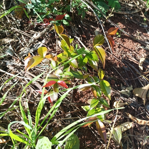 Surinam cherry