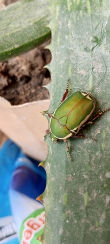 Pachnoda stehelini