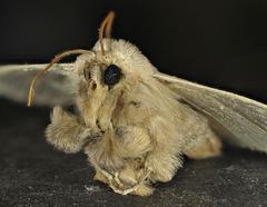 Leucania pseudargyria