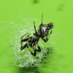 Cyclosa octotuberculata