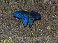 Papilio thaiwanus