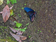 Papilio thaiwanus
