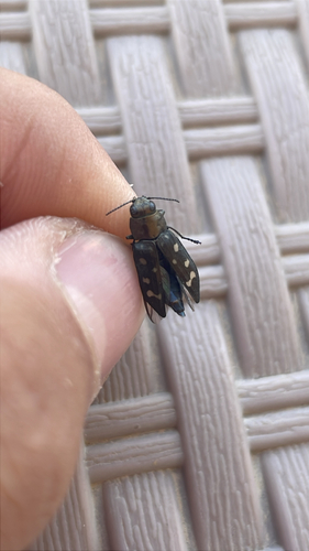 Trachypteris picta decostigma