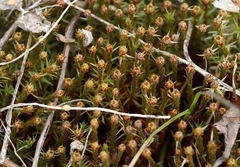 Polytrichum piliferum