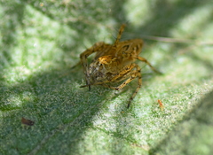 Oxyopes heterophthalmus