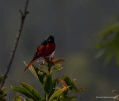 Pericrocotus speciosus