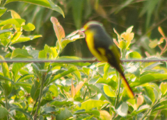 Pericrocotus speciosus