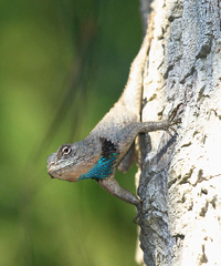 Sceloporus lundelli