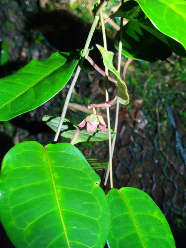 Cynanchum graphistemmatoides, 2026-08-01