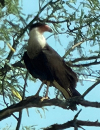 Crested Caracara