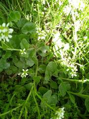 Cochlearia officinalis