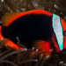 Tomato Clownfish - Photo (c) zsispeo, some rights reserved (CC BY-NC-SA)