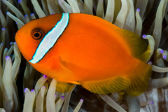 Blackback Anemonefish photo 3