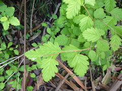 Holodiscus discolor discolor