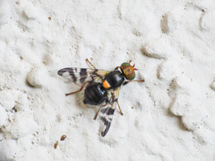 Rhagoletis cerasi