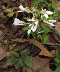 Cardamine diphylla
