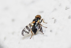 Rhagoletis cerasi