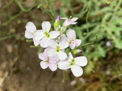Arabidopsis arenosa