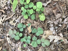 Desmodium rotundifolium