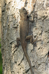 Sceloporus lundelli
