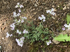 Arabidopsis arenosa